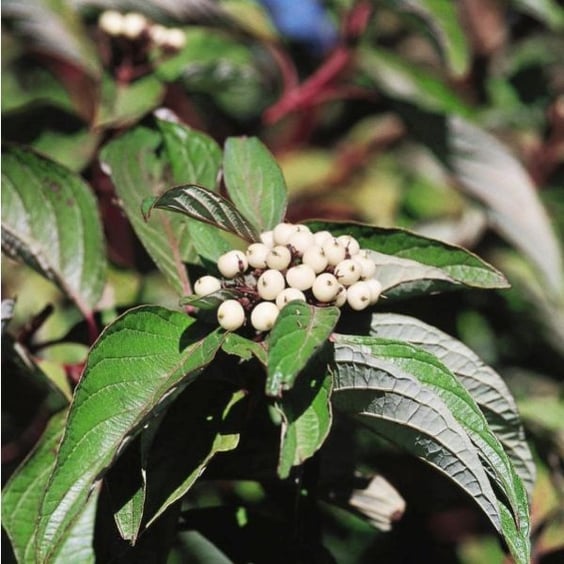 McKay Nursery Bailey Dogwood