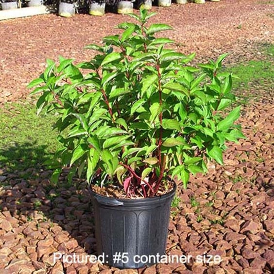 McKay Nursery Bailey Dogwood - Thumbnail 5