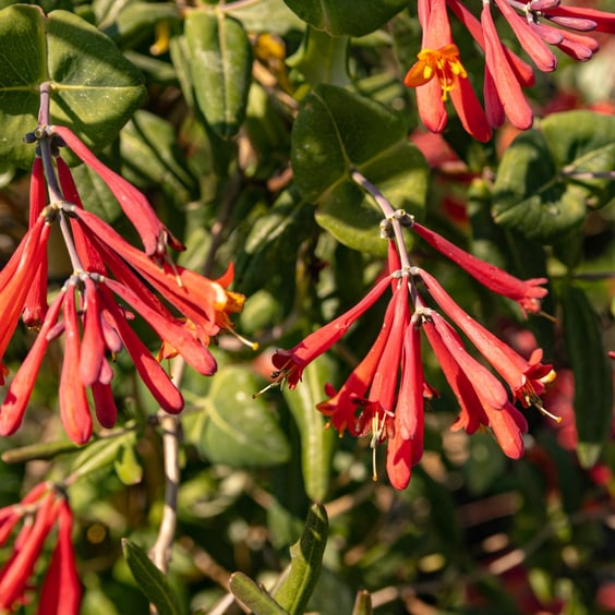 Dropmore Scarlet Honeysuckle Vine for Sale | McKay Nursery