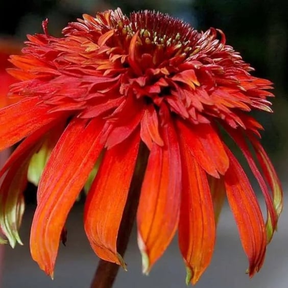 McKay Nursery Coneflower