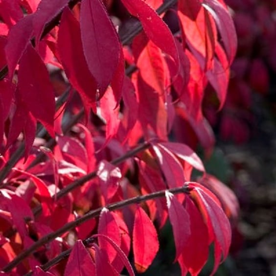 McKay Nursery Dwarf Burning Bush