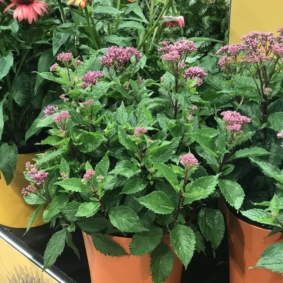 McKay Nursery Euphoria Ruby Joe-Pye Weed - Thumbnail 2