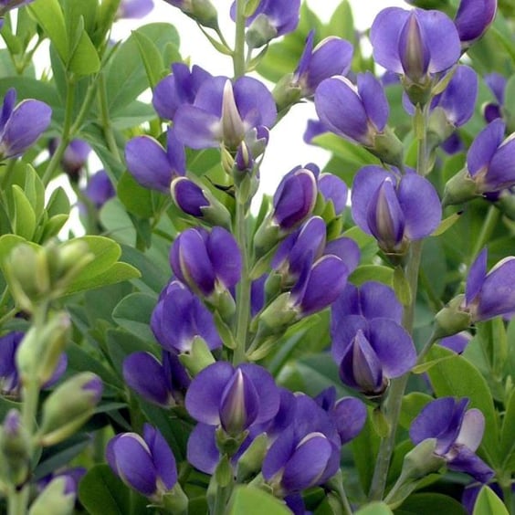 McKay Nursery False Indigo