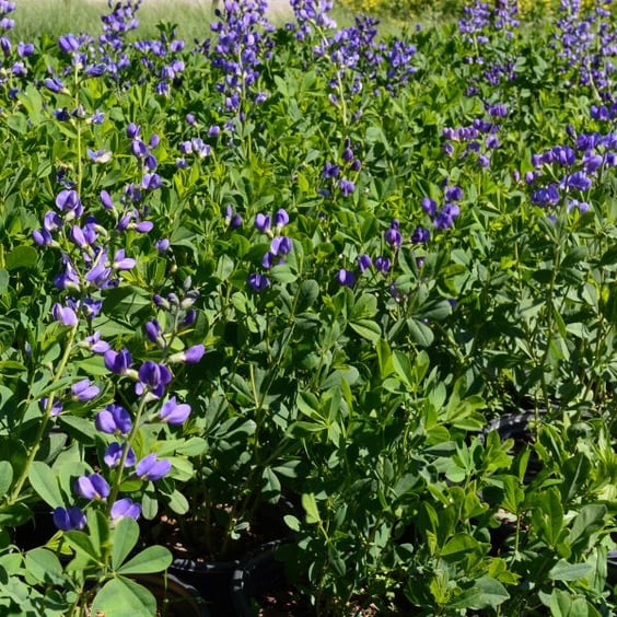 McKay Nursery False Indigo - Thumbnail 4