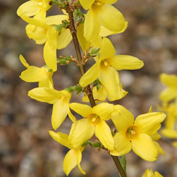 Lynwood Gold Forsythia Plant