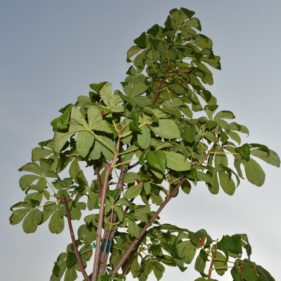 McKay Nursery Fort McNair Horsechestnut