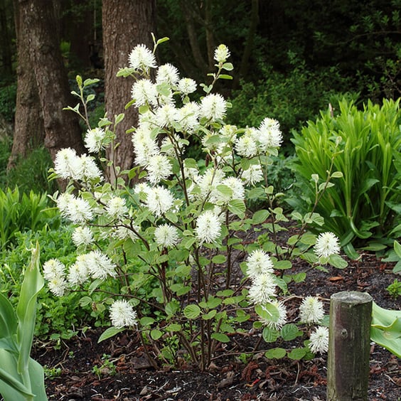 McKay Nursery Mount Airy Fothergilla - Thumbnail 3