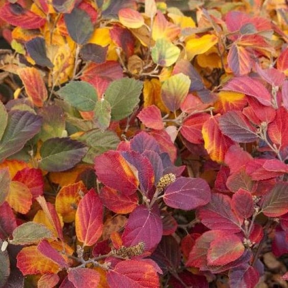 McKay Nursery Mount Airy Fothergilla - Thumbnail 2