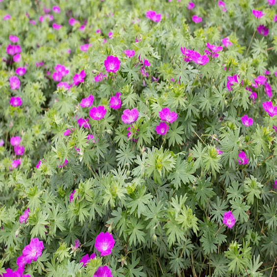 McKay Nursery Max Frei Geranium - Thumbnail 4