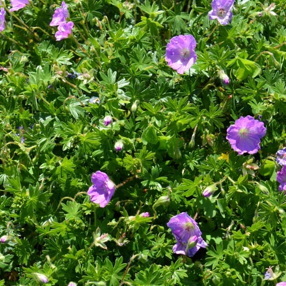 McKay Nursery Max Frei Geranium - Thumbnail 3