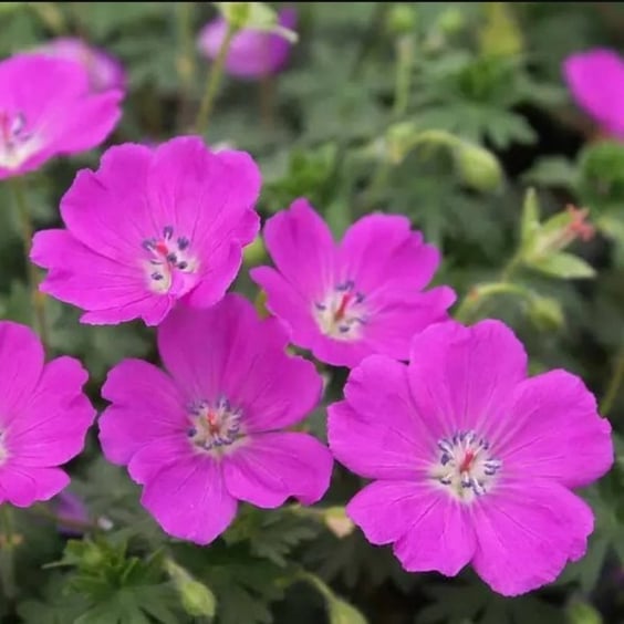 McKay Nursery Max Frei Geranium - Thumbnail 2