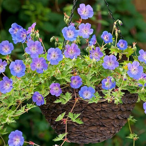 McKay Nursery Rozanne Geranium - Thumbnail 2