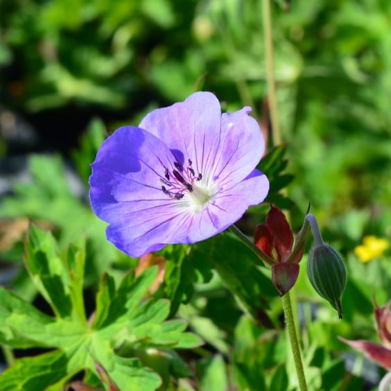 McKay Nursery Rozanne Geranium