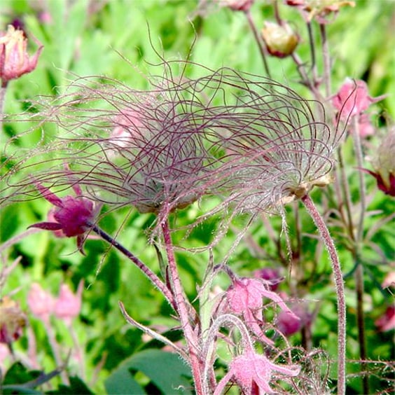 McKay Nursery Prairie Smoke - Thumbnail 2
