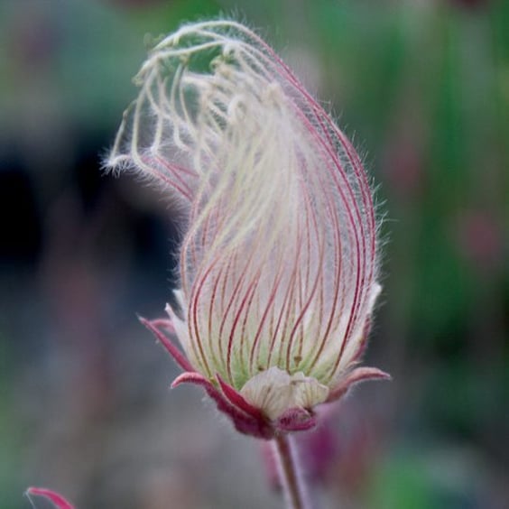 McKay Nursery Prairie Smoke