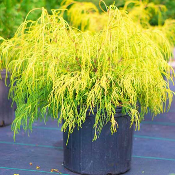 McKay Nursery False Cypress