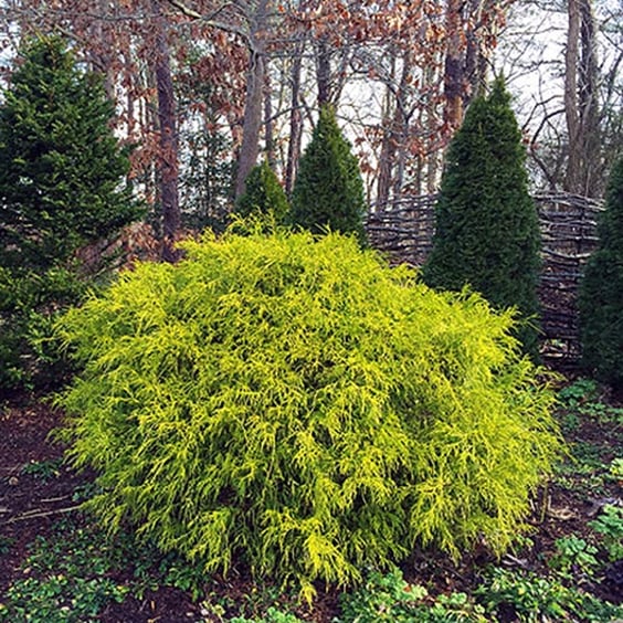 McKay Nursery False Cypress - Thumbnail 2