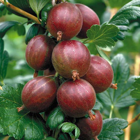McKay Nursery Hinnomaki Gooseberry