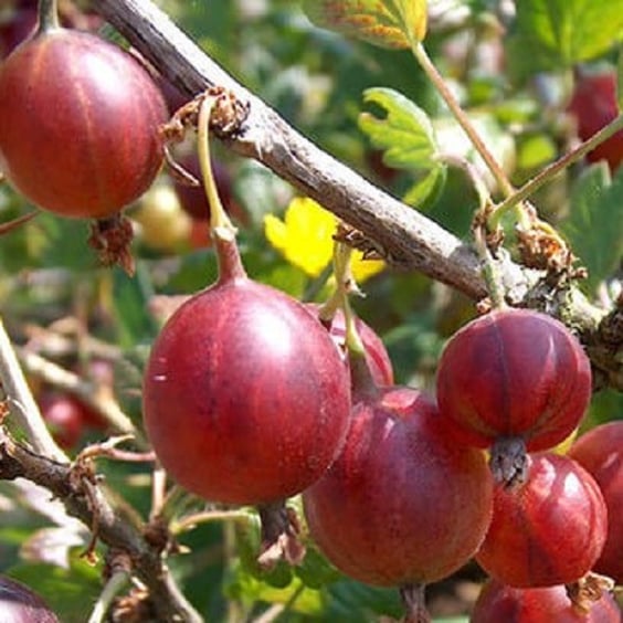 McKay Nursery Hinnomaki Gooseberry - Thumbnail 2