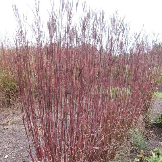 McKay Nursery Blackhawks Big Bluestem Grass - Thumbnail 4