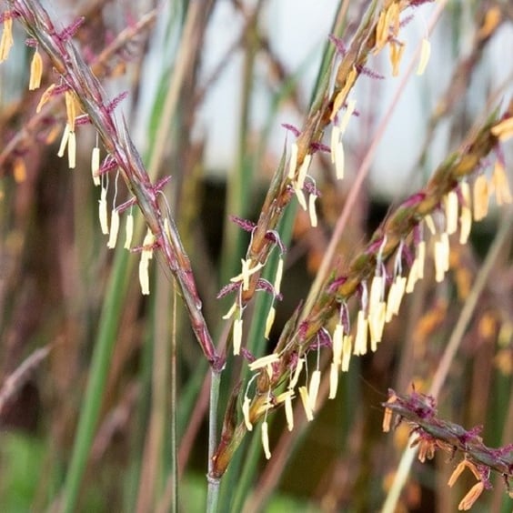McKay Nursery Blackhawks Big Bluestem Grass - Thumbnail 2