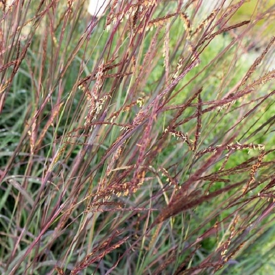 McKay Nursery Blackhawks Big Bluestem Grass - Thumbnail 3