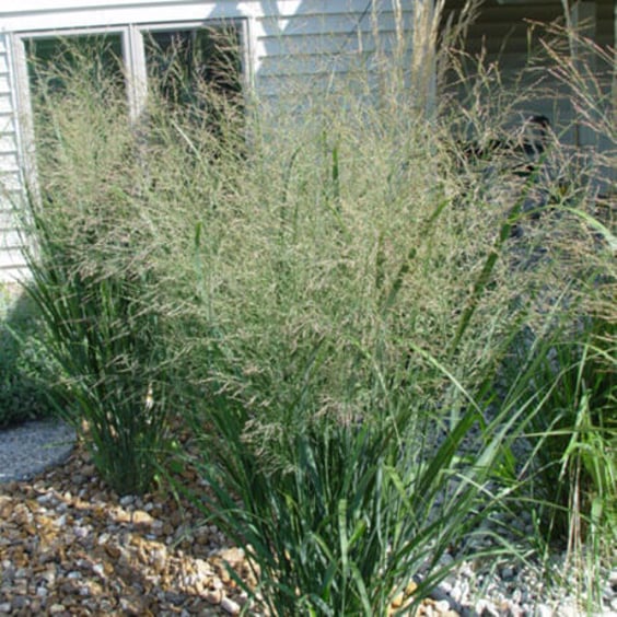 McKay Nursery Heavy Metal Switchgrass - Thumbnail 2