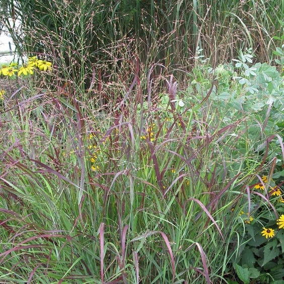 McKay Nursery Shenandoah Switchgrass - Thumbnail 2