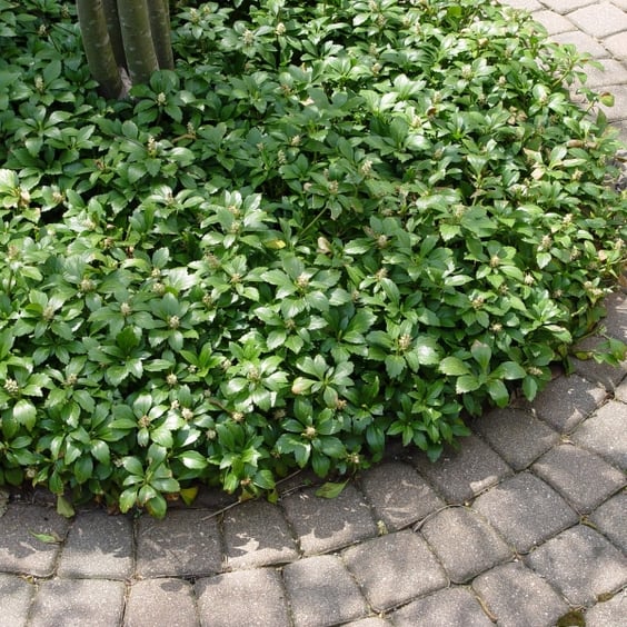 McKay Nursery Japanese Spurge