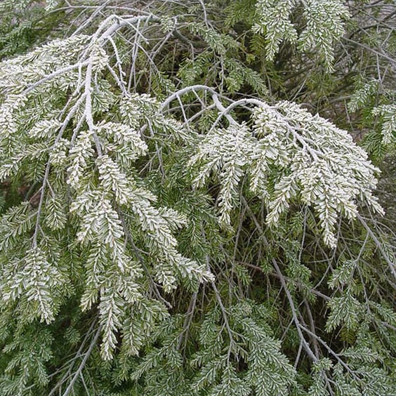 McKay Nursery Canadian Hemlock