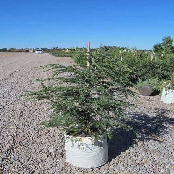 McKay Nursery Canadian Hemlock - Thumbnail 2