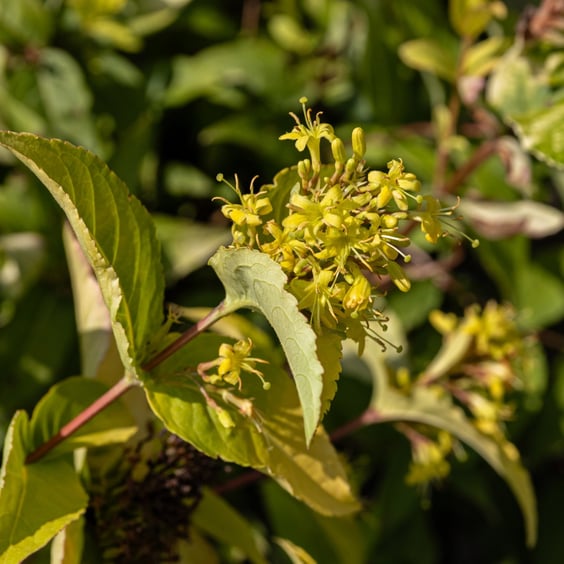 Honeybee Bush Honeysuckle