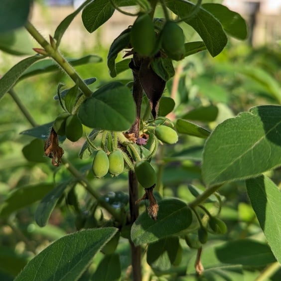 McKay Nursery Indigo Gem Honeyberry - Thumbnail 2