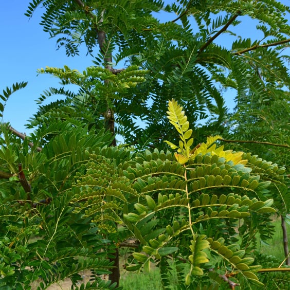 McKay Nursery Sunburst Honeylocust