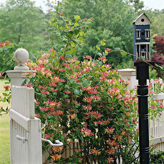 Gold Flame Honeysuckle (Lonicera) Vine | McKay Nursery
