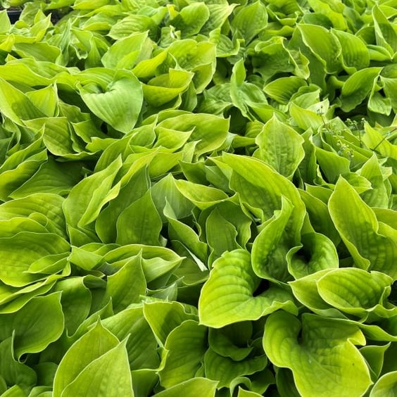 August Moon Hosta Plant