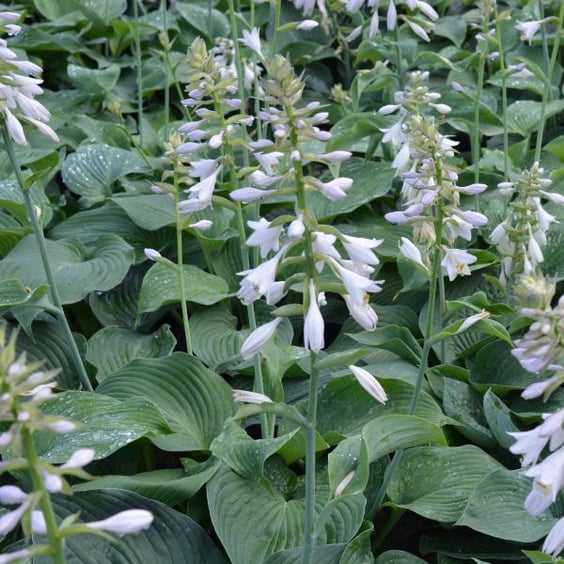Blue Angel Hosta | McKay Nursery