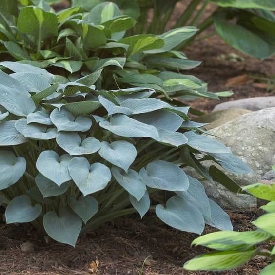 McKay Nursery Halcyon Hosta