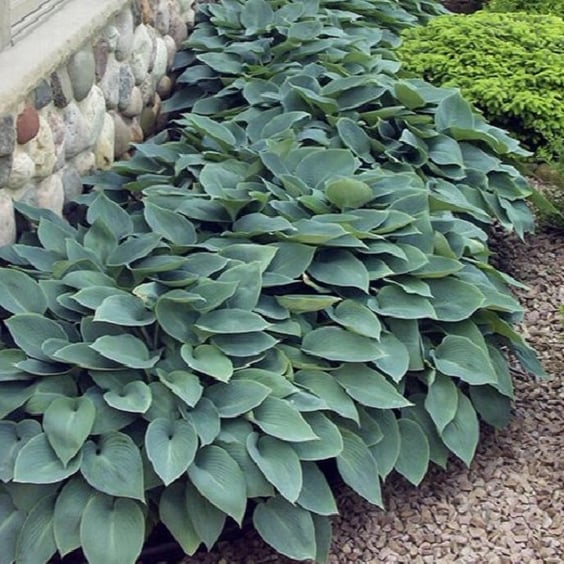 McKay Nursery Halcyon Hosta - Thumbnail 5
