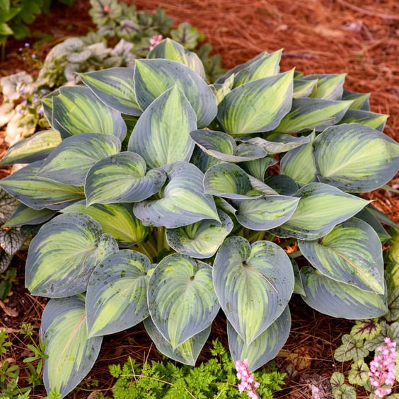 McKay Nursery June Hosta