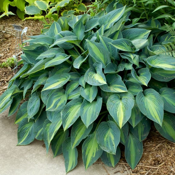 McKay Nursery June Hosta - Thumbnail 3