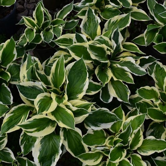 McKay Nursery Patriot Hosta - Thumbnail 3