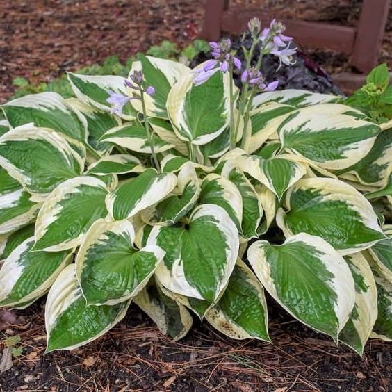 McKay Nursery Patriot Hosta - Thumbnail 4