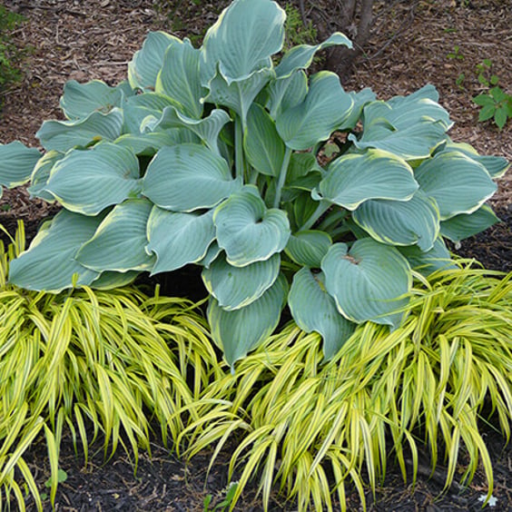 McKay Nursery Regal Splendor Hosta - Thumbnail 3