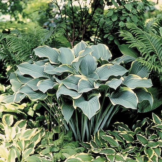 McKay Nursery Regal Splendor Hosta - Thumbnail 2