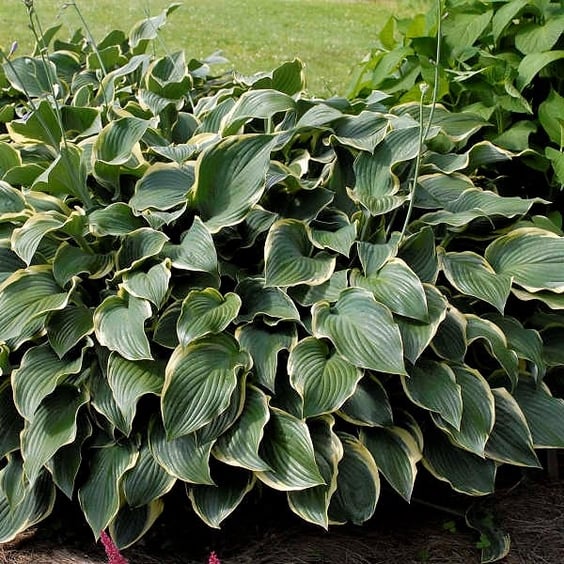 McKay Nursery Regal Splendor Hosta
