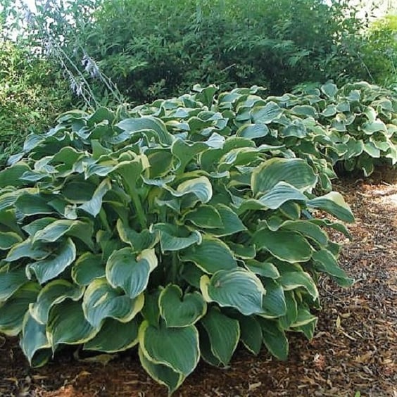 McKay Nursery Regal Splendor Hosta - Thumbnail 4