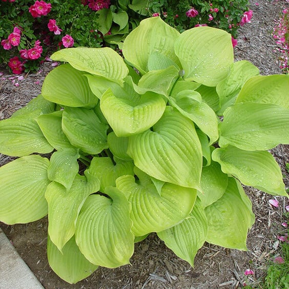 McKay Nursery Sum and Substance Hosta - Thumbnail 2