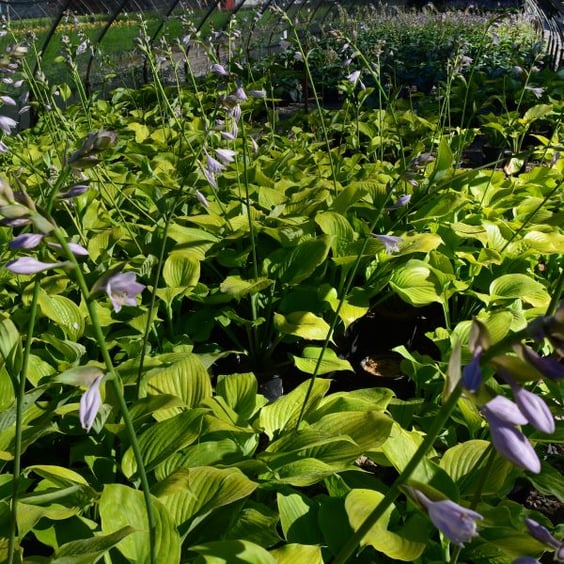 McKay Nursery Sum and Substance Hosta - Thumbnail 4