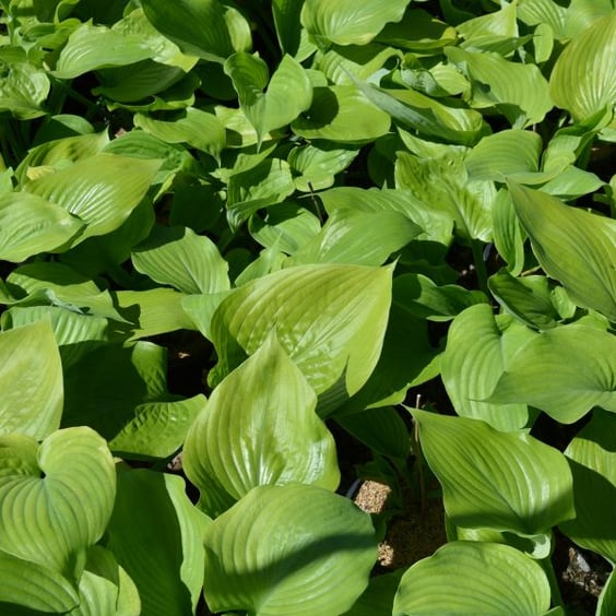 McKay Nursery Sum and Substance Hosta - Thumbnail 3